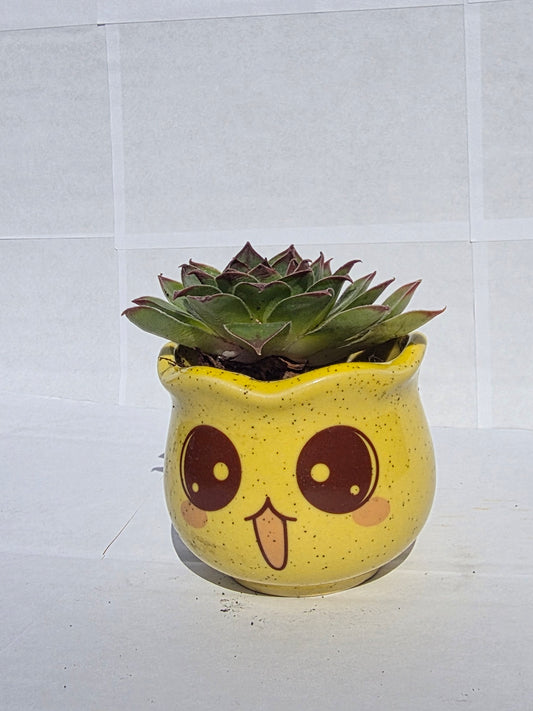 Nyelvét Kiöltő, Bolondos Emoji Virágtartó Kövirózsával