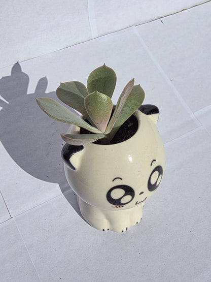 Hatalmas Szemű, Ülő Cica Virágtartó Pozsgással