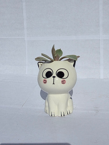 Nagyszemű, Kerekfejű Cica Virágtartó Echeveriával