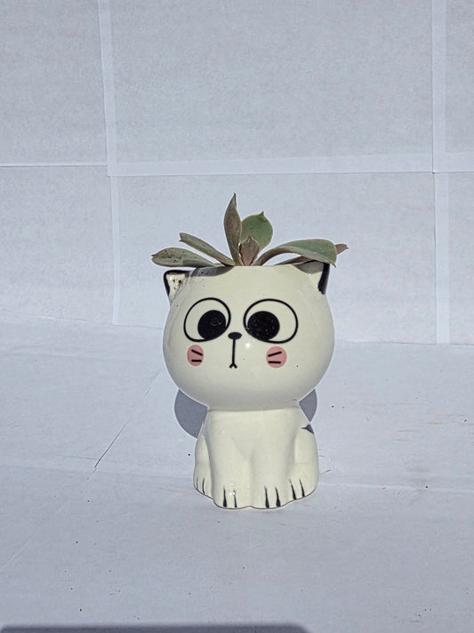 Nagyszemű, Kerekfejű Cica Virágtartó Echeveriával