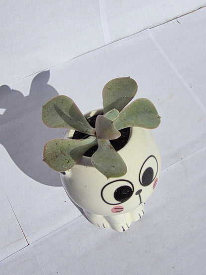 Nagyszemű, Kerekfejű Cica Virágtartó Echeveriával