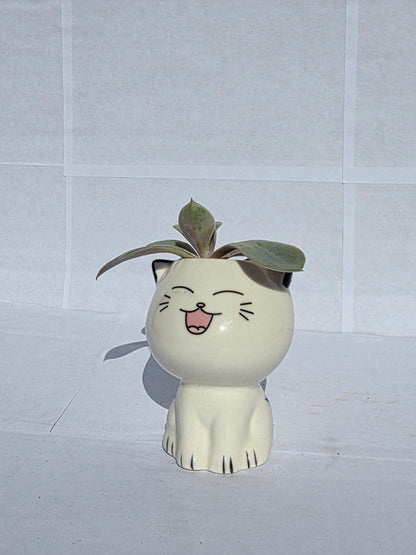 Vidám Macska Kaspós Pozsgás Növény