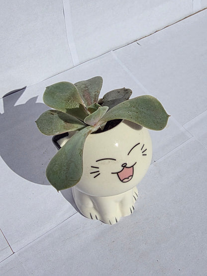 Vidám Macska Kaspós Pozsgás Növény