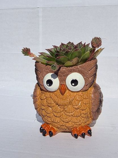 Bölcs Bagoly Kaspós Kövirózsa