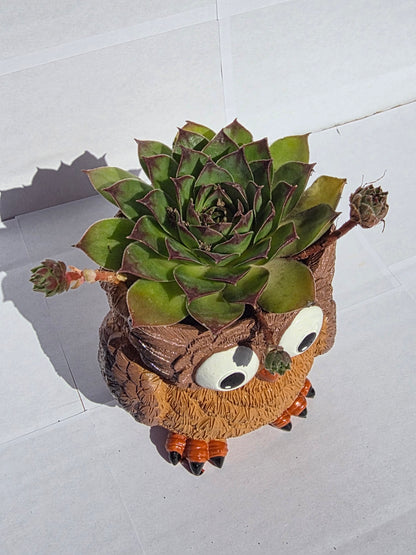 Bölcs Bagoly Kaspós Kövirózsa