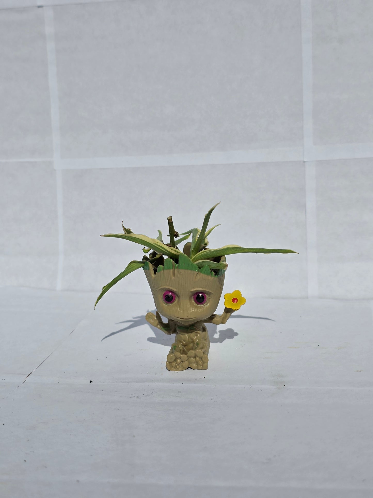 "Én vagyok Groot!" – Pókpálma (vagy Pókfű) Kaspóban