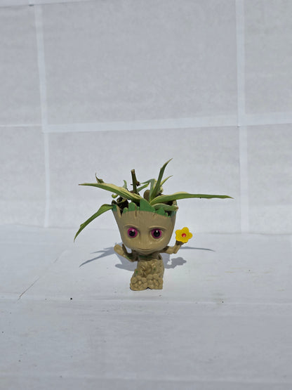 "Én vagyok Groot!" – Pókpálma (vagy Pókfű) Kaspóban