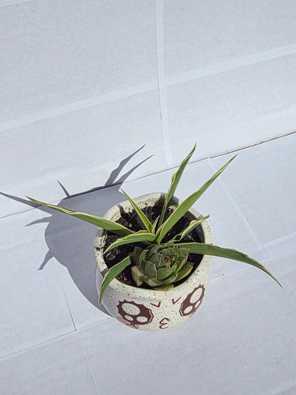 Pimasz Báj – Kézműves Kaspó Pozsgás Duóval