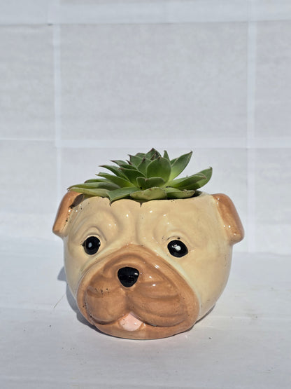 Bűbájos Mopsz Kaspós Kövirózsa