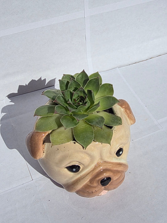 Bűbájos Mopsz Kaspós Kövirózsa