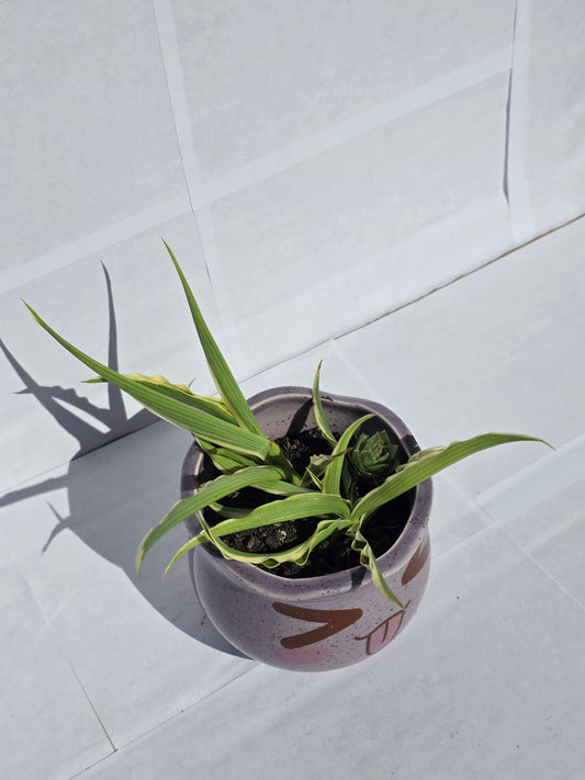 Nyelvet Öltő Kerámia Kaspó Csíkos Pozsgással