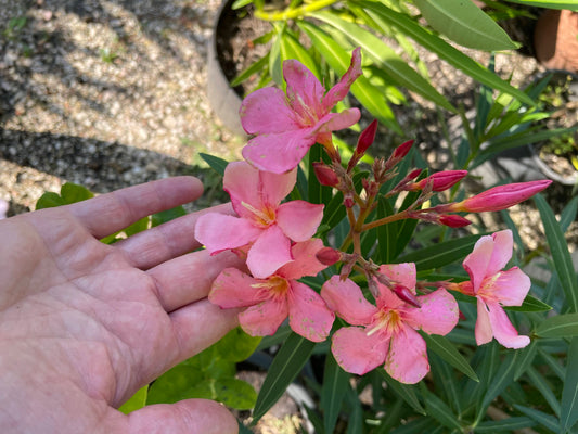 Magaly óris virágú - szín: rózsa