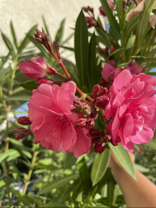 Splendens - dupla virágú óriás rózsaszín