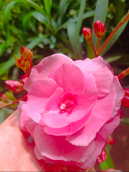 Roseum plenum - szín: rózsa