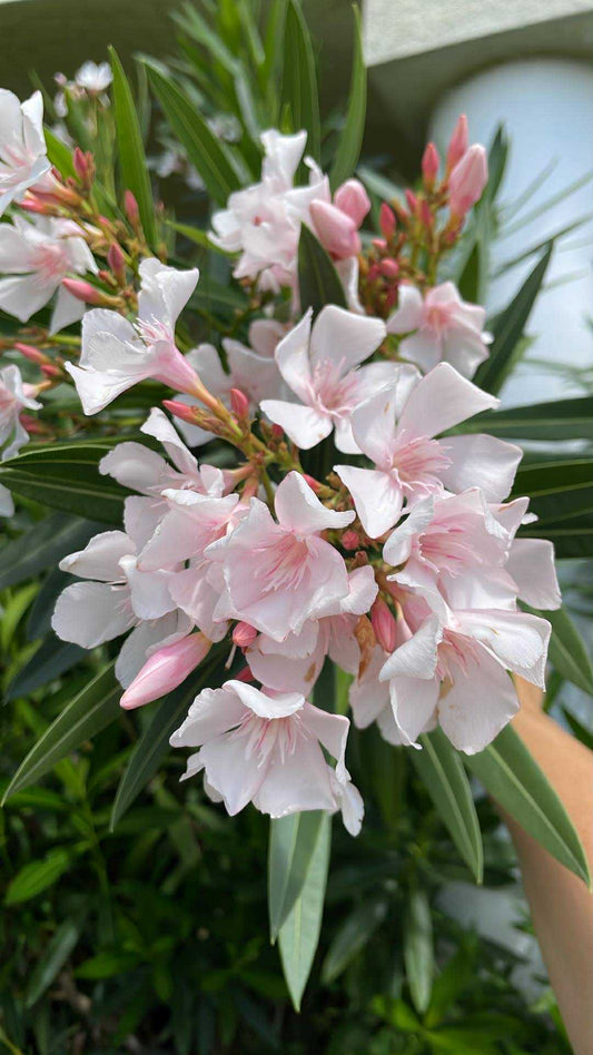 Alsace - szín: krémfehér