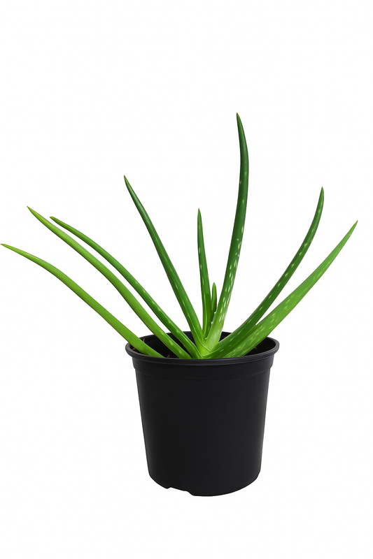 Aloe Vera – Egzotikus, mégis könnyen tartható növény