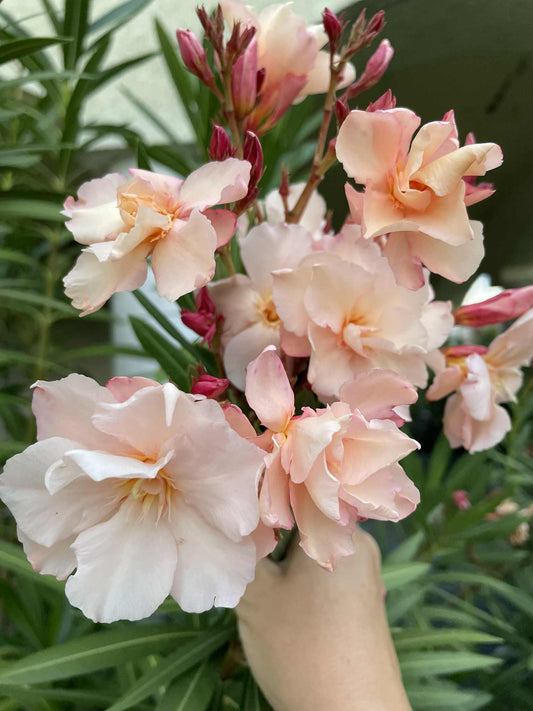 Provence - narancssárga télálló