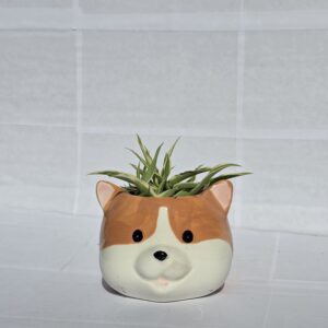 Corgi