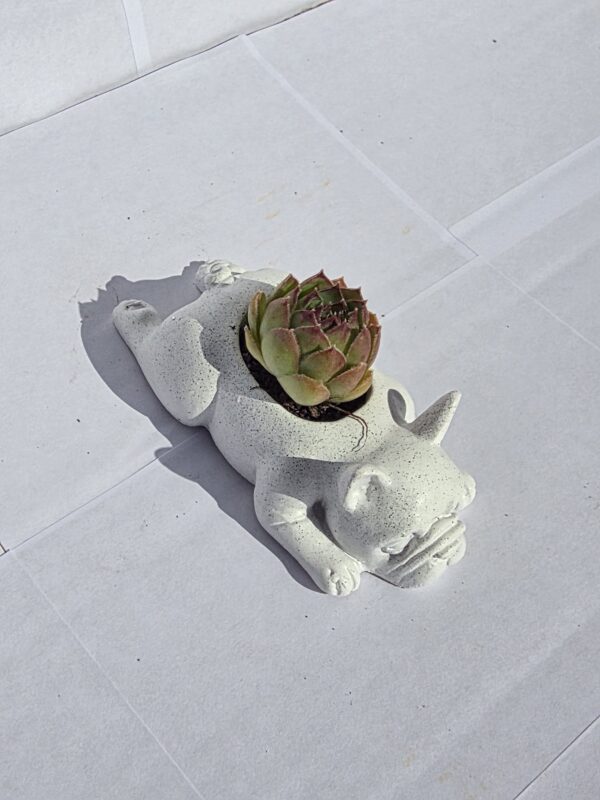 Francia Bulldog - Image 2