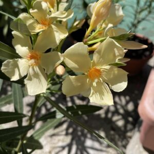 Angiolo Pucci Leander Csemete – Halványsárga Szépség Halványsárga virágú Angiolo Pucci leander csemete, egészséges mediterrán cserepes növény a SzuziVirág kínálatából.