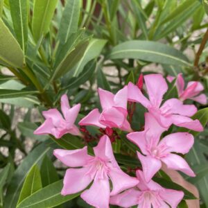 Szimpla rózsaszín virágú Magaly leander csemete, egészséges mediterrán cserepes növény a SzuziVirág kínálatából.