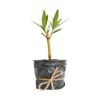 pro Rokokó Roseum - csemete 18-25cm