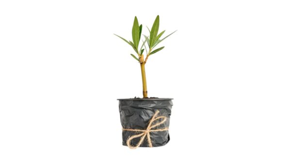 pro Rokokó Roseum - csemete 18-25cm