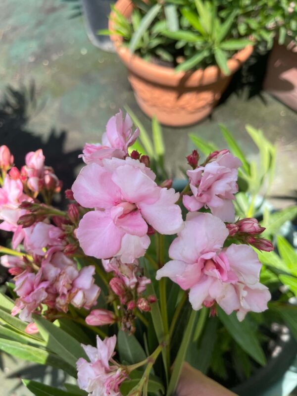 Mrs. Burton csemete 15-20cm