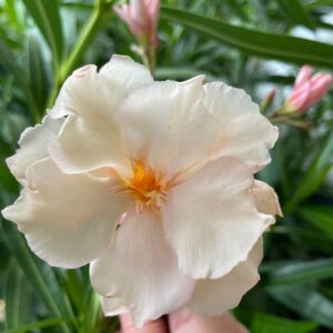 Rokokó Roseum Leander Csemete (18-25 cm) – Elegáns Pasztell Finom pasztell rózsaszín virágú Rokokó Roseum leander csemete, egészséges mediterrán cserepes növény a SzuziVirág kínálatából.