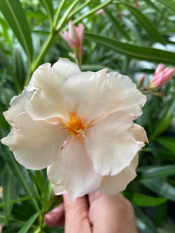 Rokokó Roseum Leander Csemete (18-25 cm) – Elegáns Pasztell Finom pasztell rózsaszín virágú Rokokó Roseum leander csemete, egészséges mediterrán cserepes növény a SzuziVirág kínálatából.