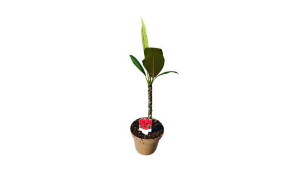 Mélypiros Frangipáni (Plumeria) Cserepes Növény – Trópusi Álom Mélypiros virágú Frangipáni, vagyis Plumeria fiatal cserepes trópusi növény a SzuziVirág kínálatából.