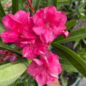 2026/07/1141.jpg Tamoure leander (Nerium oleander 'Tamoure') 18-28 cm