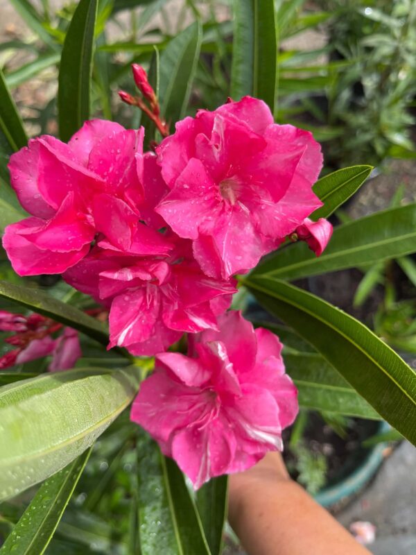 Tamoure leander (Nerium oleander 'Tamoure') 18-28 cm