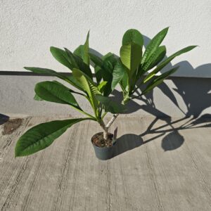 2026/07/8272-scaled.jpg Plumeria - fehér színű 70-80 cm (nem bimbós utolsó kettő fehér pumi)