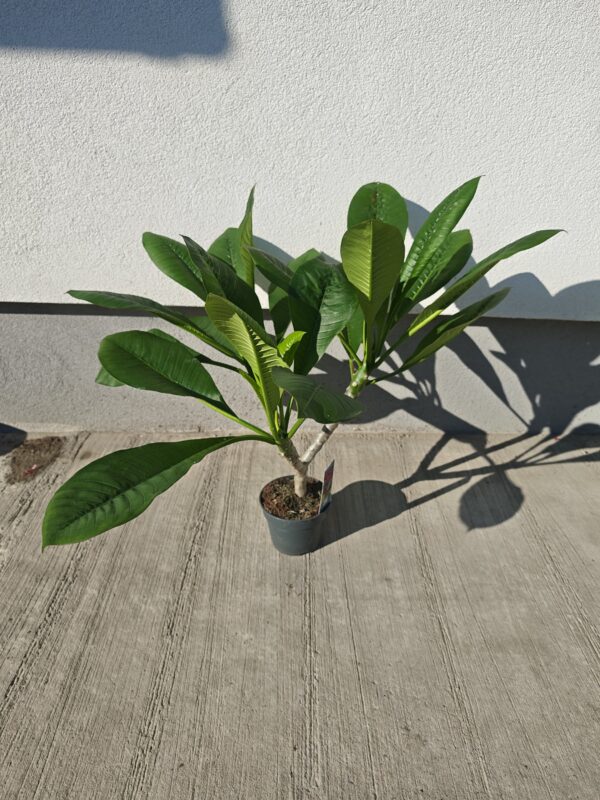 Plumeria - fehér színű 70-80 cm (nem bimbós utolsó kettő fehér pumi)