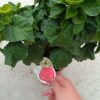 279b69d1-bc43-497c-8e04-e4d8f73dff34 🌺 GyönyörƱ, piros virĂĄgĂș trĂłpusi hibiszkusz (Hibiscus rosa-sinensis)! (UTOLSĂ DARAB!)