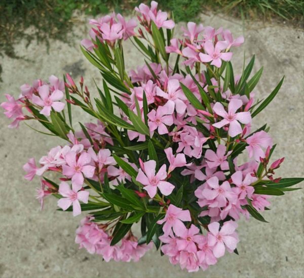 Rózsaszín Leander Bokor – Csíkos Torkú (40–50 cm, cseréppel együtt)
