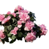 Lágy Pasztellrózsaszín Rododendron – Hullámos Szirmú Díszcserje (20-25 cm)