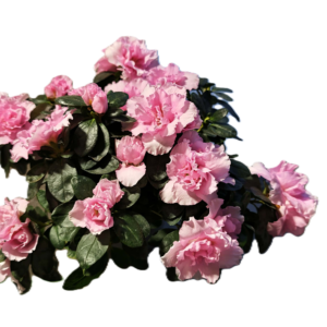 0f651cb9-2840-4134-a107-12a0adbd33cf Lágy Pasztellrózsaszín Rododendron – Hullámos Szirmú Díszcserje (20-25 cm)