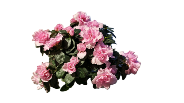 Lágy Pasztellrózsaszín Rododendron – Hullámos Szirmú Díszcserje (20-25 cm)