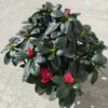Élénk Ciklámenpiros Rododendron – Telt Virágú Cserje (20-25 cm) Élénk Ciklámenpiros Rododendron – Telt Virágú Cserje (20-25 cm)