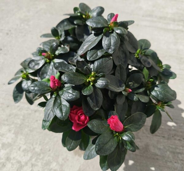 Élénk Ciklámenpiros Rododendron – Telt Virágú Cserje (20-25 cm) Élénk Ciklámenpiros Rododendron – Telt Virágú Cserje (20-25 cm)