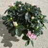 Lágy Pasztellrózsaszín Rododendron – Hullámos Szirmú Díszcserje (20-25 cm)