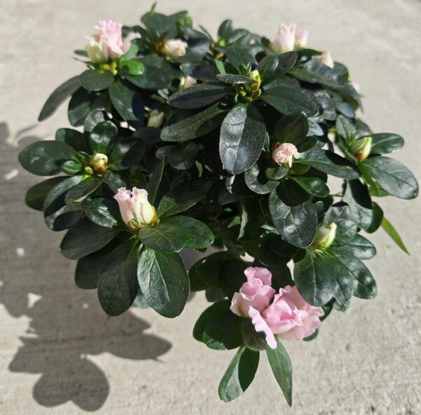 Lágy Pasztellrózsaszín Rododendron – Hullámos Szirmú Díszcserje (20-25 cm)