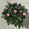 Finoman Pöttyözött Rózsaszín Rododendron – Virágzó Kerti Cserje (20-25 cm)