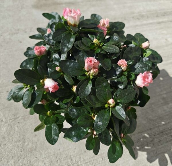 Finoman Pöttyözött Rózsaszín Rododendron – Virágzó Kerti Cserje (20-25 cm)