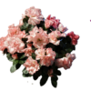 Finoman Pöttyözött Rózsaszín Rododendron – Virágzó Kerti Cserje (20-25 cm)