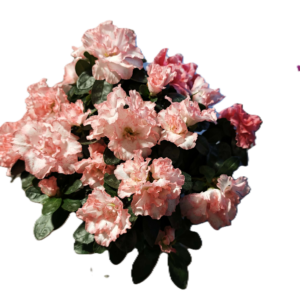 c7106e64-1f1d-4ce7-9d87-b7426d61be32 Finoman Pöttyözött Rózsaszín Rododendron – Virágzó Kerti Cserje (20-25 cm)