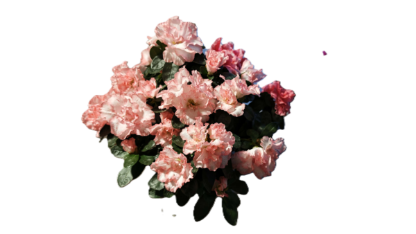 Finoman Pöttyözött Rózsaszín Rododendron – Virágzó Kerti Cserje (20-25 cm)