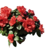 d7bd59b6-07c9-47a8-86ad-22130158f8bc Élénk Ciklámenpiros Rododendron – Telt Virágú Cserje (20-25 cm)